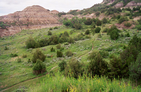 [Looking down on a dirt path evident among the greenery on the canyon floor.]